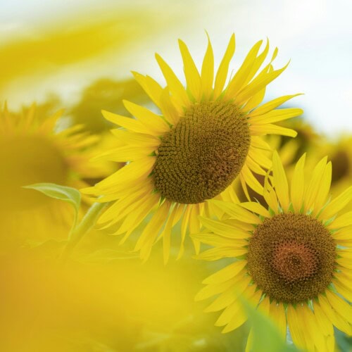 yosuke-ota-tUR416Oy9gs-unsplash-500x500