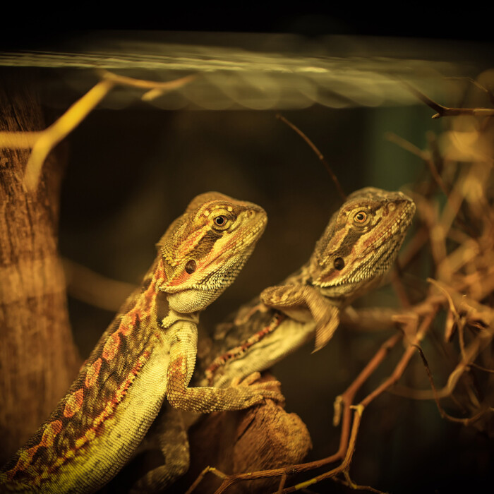Zwei Eidechsen in einem Terrarium Reptilienausstellung