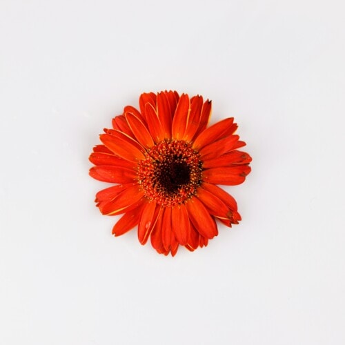 engin-akyurt-kmaxeKr7PqY-unsplash-500x500